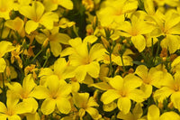 Traditionssorte Linum Flavum Blumensamen zur Aussaat Wildblume Mischung Traditionssorte & ohne Gentechnik Samen Hausgarten