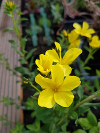 Linum flavum Yellow Linseed Anbau in full sun border