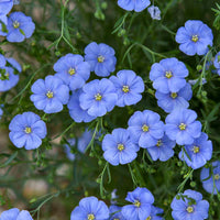 Blau Flax Blumensamen zur Aussaat – sonnenliebend – Traditionssorte & ohne Gentechnik Samen Hausgarten