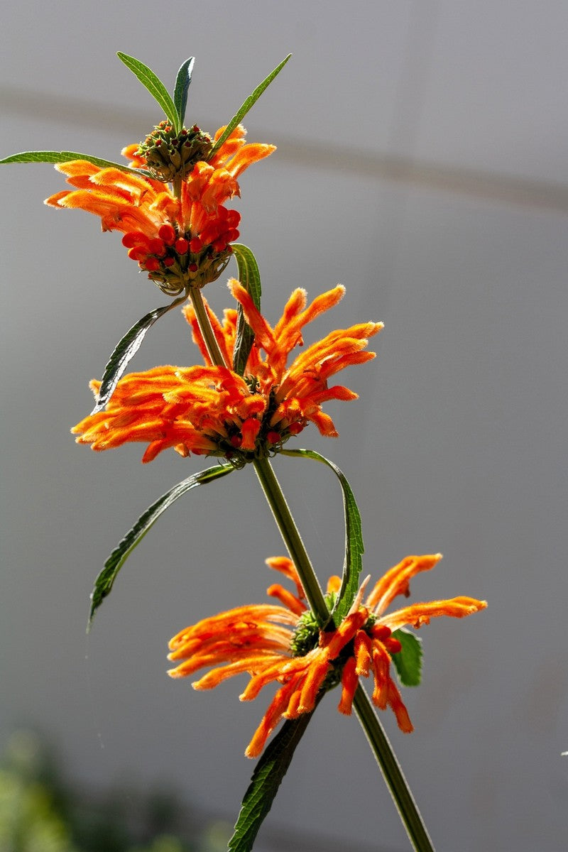 “Lion’s Ear bloom whorled orange Blumen Leonotis nepetifolia”
