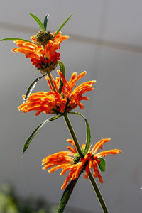 “Lion’s Ear bloom whorled orange Blumen Leonotis nepetifolia”