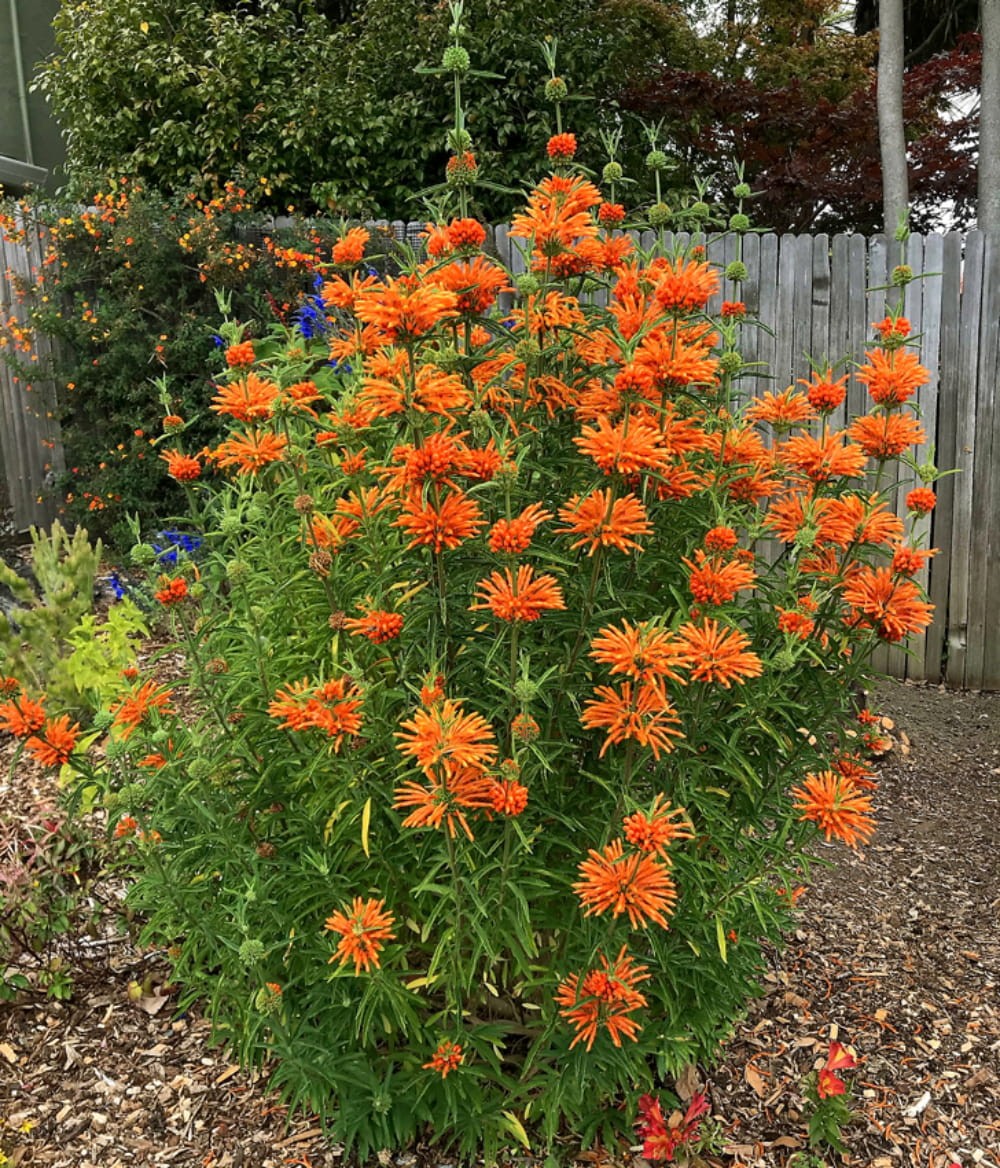 “Lion’s Ear Blumen attracting butterflies bees Leonotis nepetifolia”