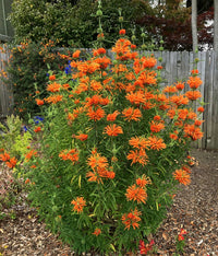 “Lion’s Ear Blumen attracting butterflies bees Leonotis nepetifolia”