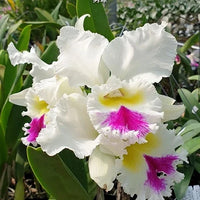 Rosa Weiß Cattleya Hybrida Blumensamen zur Aussaat – ideal Rabatten – Traditionssorte & ohne Gentechnik Samen Hausgarten