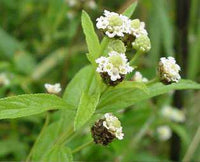 Grün Lippia Javanica Blumensamen zur Aussaat – leuchtend Blüten – Traditionssorte & ohne Gentechnik Samen Hausgarten
