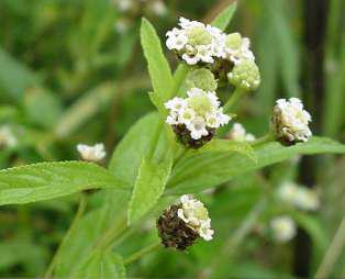 Grün Lippia Javanica Blumensamen zur Aussaat – leuchtend Blüten – Traditionssorte & ohne Gentechnik Samen Hausgarten