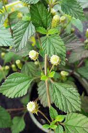 Lippia dulcis Honeyherb Anbau in full sun
