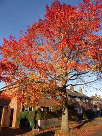 Ornamental liquidambar tree anpflanzung in garten
