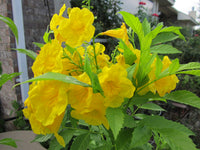 Esperanza Blumensamen zur Aussaat Wildblume Mischung Traditionssorte & ohne Gentechnik Samen Hausgarten