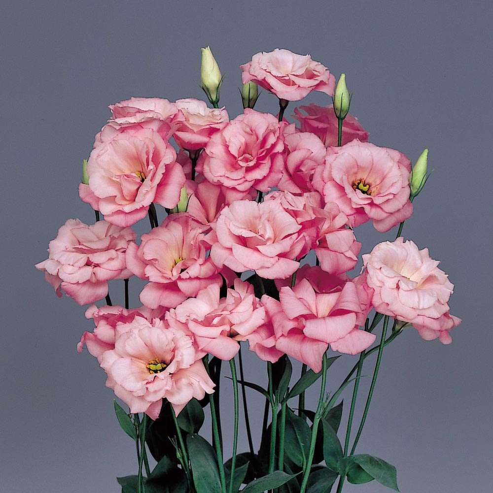 Lisianthus Blumensamen zur Aussaat – elegant Weiß und Rosa Blüten für Ihren Garten