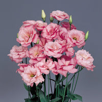 Lisianthus Blumensamen zur Aussaat – elegant Weiß und Rosa Blüten für Ihren Garten