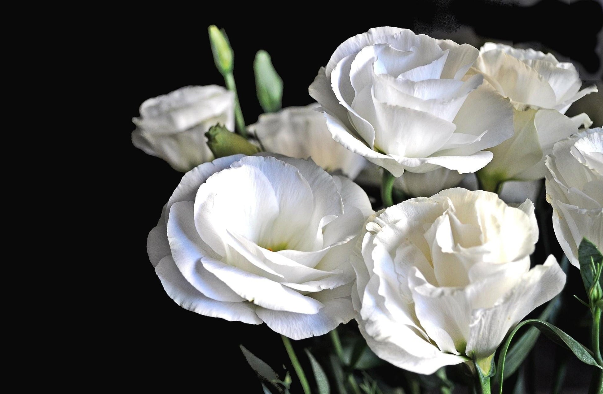 Lisianthus blume samen anpflanzung and wachsend guide