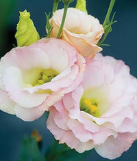 hell Rosa Lisianthus (Lisianthus) Blumensamen zur Aussaat – leuchtend – Traditionssorte & ohne Gentechnik Samen Hausgarten