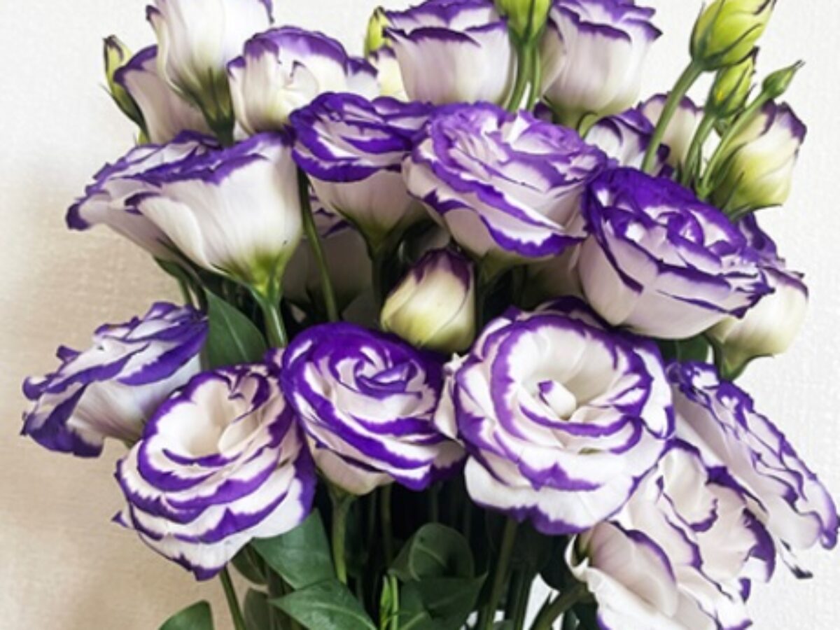 Lisianthus Blumensamen üppig – blühend Beds
