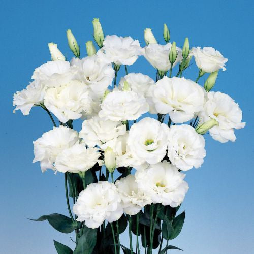 Weiß Lisianthus Blumensamen zur Aussaat – Bestäuber freundlich – Traditionssorte & ohne Gentechnik Samen Hausgarten