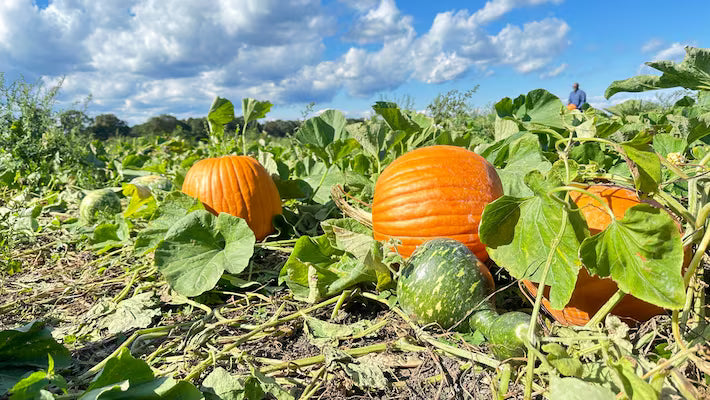 Braun Pumpkin Samen zum Pflanzen - Grow Your Own Harvest
