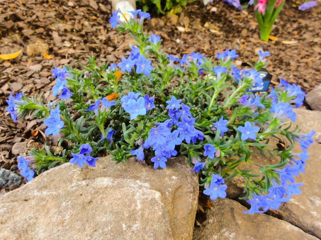 Traditionssorte Lithodora Blumensamen zur Aussaat kompakt Wuchs Traditionssorte & ohne Gentechnik Samen Hausgarten