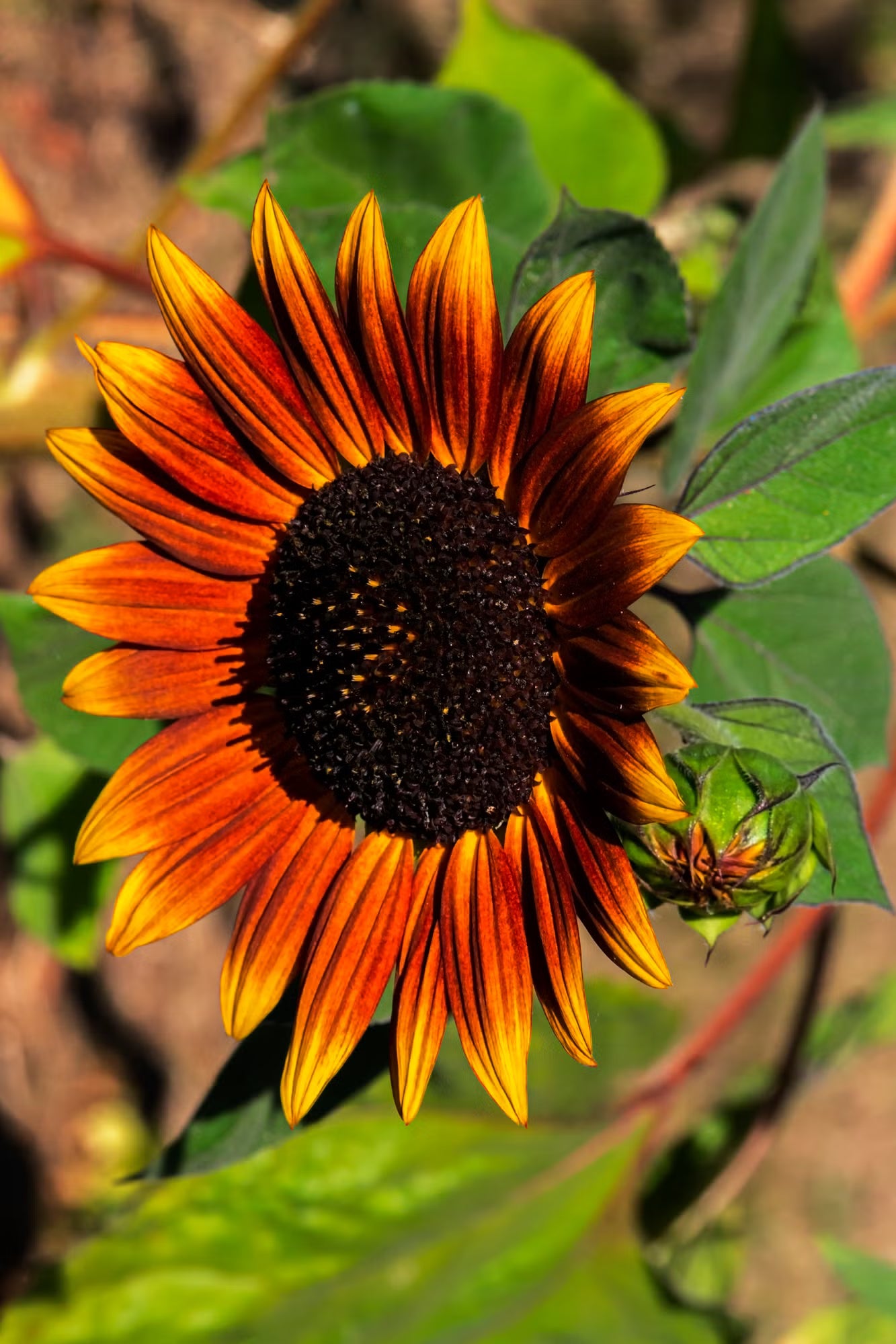 Gelb Rot Sonnenblume Blumensamen zur Aussaat – duftend Blüten – Traditionssorte & ohne Gentechnik Samen Hausgarten