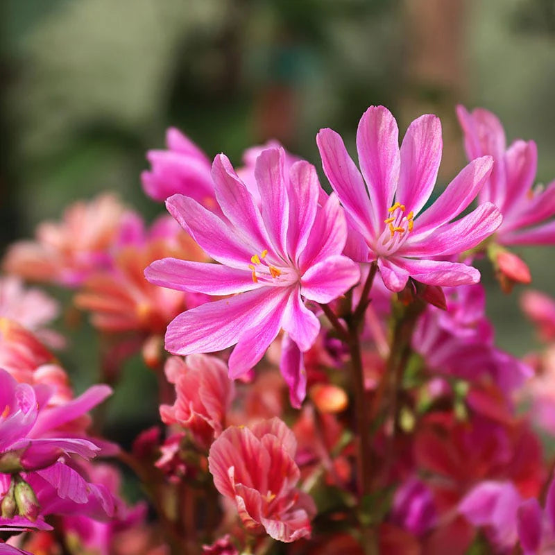 Lewisia Rosa Blumensamen zur Aussaat – farbenfroh mehrjährige Blüten