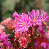 Lewisia Rosa Blumensamen zur Aussaat – farbenfroh mehrjährige Blüten