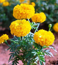 Mischung Studentenblume Blumensamen zur Aussaat – duftend Blüten – Traditionssorte & ohne Gentechnik Samen Hausgarten