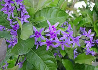 Lila Ivy Blumensamen zur Aussaat – Wildblume Mischung – Traditionssorte & ohne Gentechnik Samen Hausgarten
