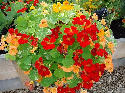 Weiß Kapuzinerkresse Blumensamen zur Aussaat leuchtend Traditionssorte & ohne Gentechnik Samen Hausgarten