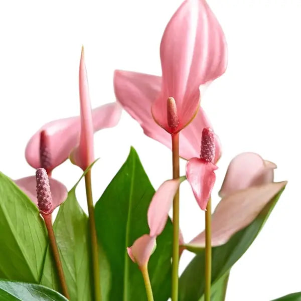 Creme Rosa Flamingoblume Blumensamen zur Aussaat – hochwertige Qualitäts- – Traditionssorte & ohne Gentechnik Samen Hausgarten