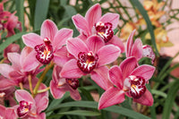 Cymbidium Blume Samen zur Aussaat Orchids