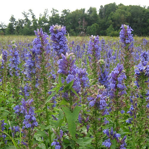 Blau Cardinal Blumensamen zur Aussaat – duftend Blüten – Traditionssorte & ohne Gentechnik Samen Hausgarten