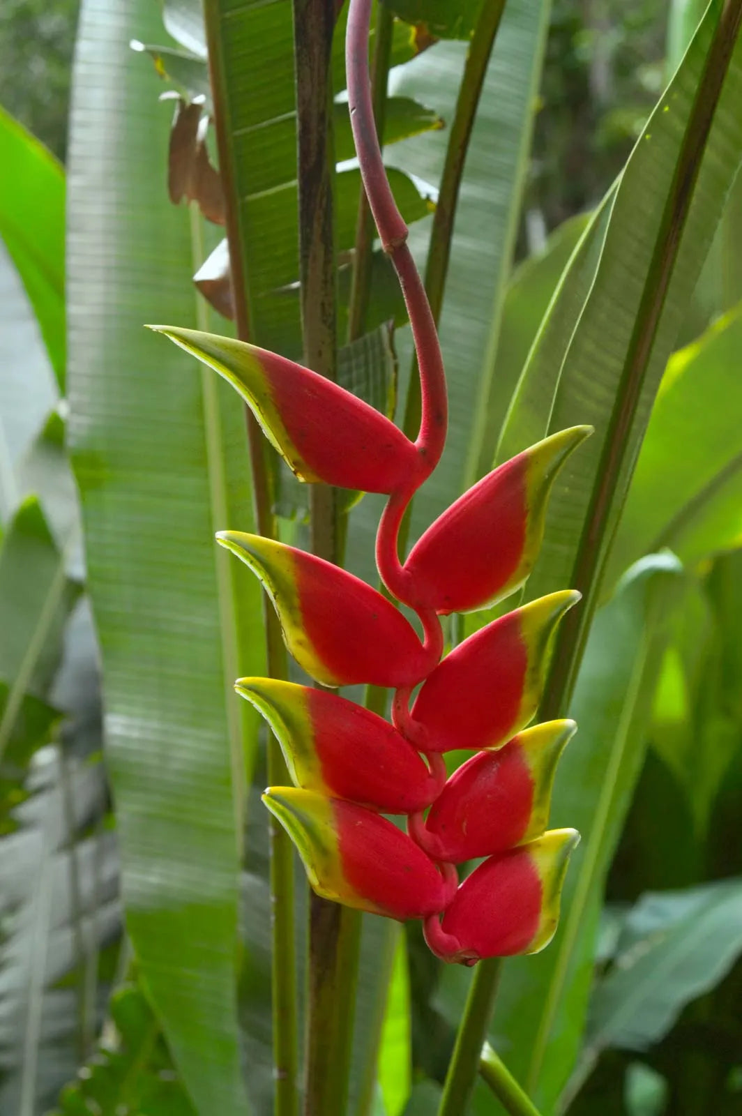Heliconia (heliconia harlingii) samen for anpflanzung in home garten