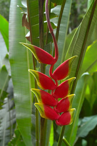 Heliconia (heliconia harlingii) samen for anpflanzung in home garten