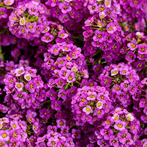 Traditionssorte Sweet Alyssum Blumensamen zur Aussaat Garten beliebt Traditionssorte & ohne Gentechnik Samen Hausgarten