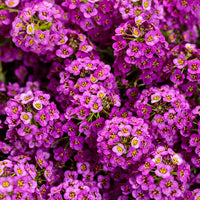 Traditionssorte Sweet Alyssum Blumensamen zur Aussaat Garten beliebt Traditionssorte & ohne Gentechnik Samen Hausgarten