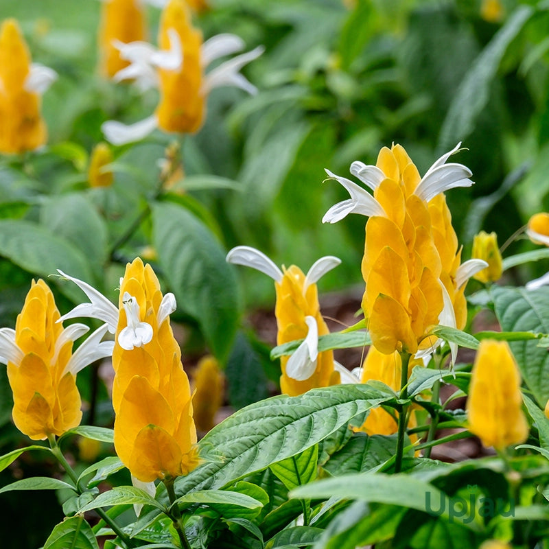 Gelb Crossandra Blumensamen zur Aussaat – Garten beliebt – Traditionssorte & ohne Gentechnik Samen Hausgarten