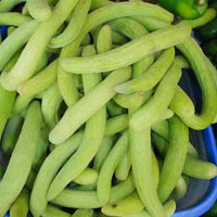Long armenian cucumber pflanzen gezogen aus traditionelle samen