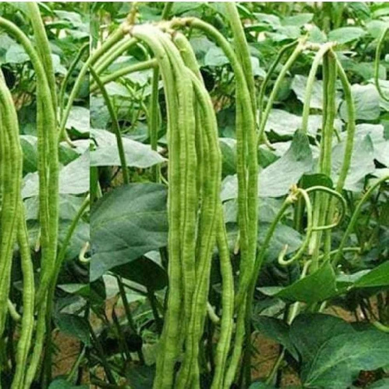 Long bean samen für aussaat in home gardens