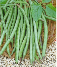 Long bean gemüse samen für productive gardens