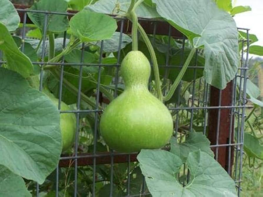 Long calabash gourd samen für gemüse patch