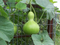 Long calabash gourd samen für gemüse patch