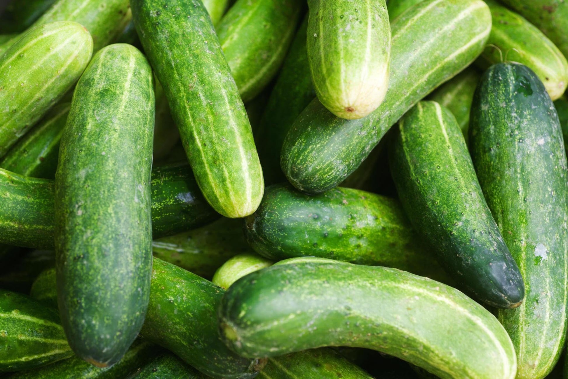 Long crisp cucumber pflanzen gezogen aus poona kheera samen