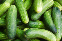 Long crisp cucumber pflanzen gezogen aus poona kheera samen