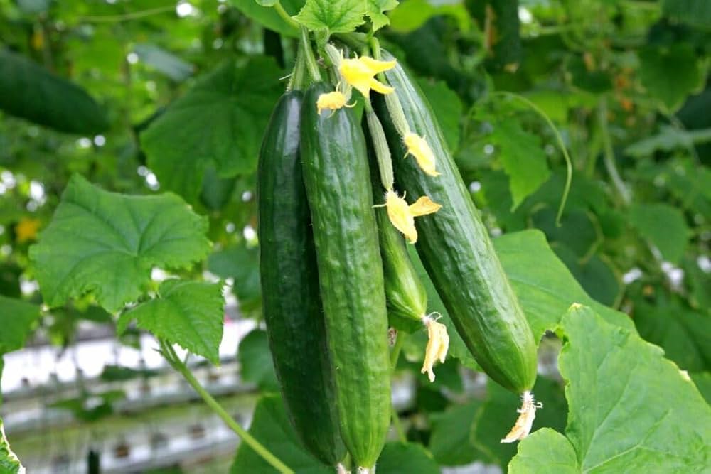 Freshly harvested long cucumbers aus home garten