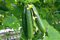 Freshly harvested long cucumbers aus home garten
