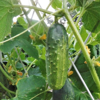 Long cucumber pflanzen gezogen aus marketmore samen