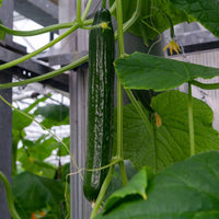 Long cucumber seedlings sprouting in gemüse patch