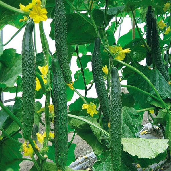 Long cucumber vines wachsend on trellis in garten