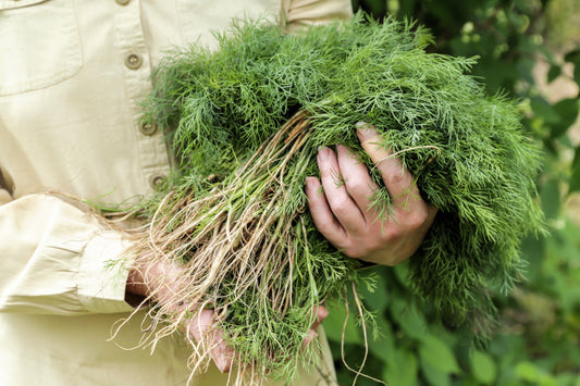 Long Island Mammoth Dill Samen Anethum graveolens producing tall aromatic Pflanzen
