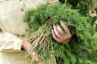 Long Island Mammoth Dill Samen Anethum graveolens producing tall aromatic Pflanzen