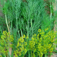 Long Island Mammoth Dill Samen thriving in container gardens